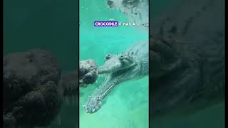 Massive Gharial Crocodile  By jonathanrios782 [upl. by Orrin745]