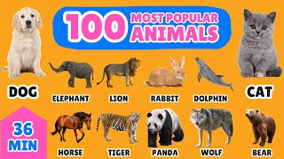 100 Most Popular Animals in the World  English Vocabulary for Kids  Fun Animal Names Learning [upl. by Guerra]