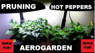 Ep7 Hot Peppers in an Aerogarden  Drastic Pruning hot peppers Topping Hot Peppers  Aerogarden [upl. by Heywood]