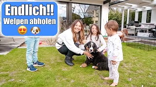 Wir holen unseren Welpen ab 😍🐶 Neues Familienmitglied Familienhund Berner Sennenhund Mamiseelen [upl. by Tanney746]