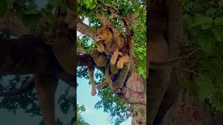 Elephant attacks lion in treeanimals wildlife wildanimals foryou fyp [upl. by Win]