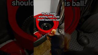 Its not working 🥺 ballislife doglife funnydog broken dachshund spinmop [upl. by Roux]