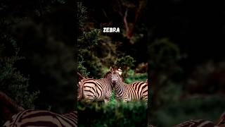 Black and White and Full of Surprises Facts About Zebras ZebraFacts Wildlife Nature [upl. by Letsirhc]