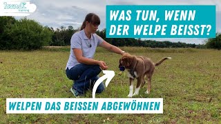 Beißende Welpen  Wie du mit der Beißhemmung deinem Welpen das Beißen abgewöhnst [upl. by Amaryl]