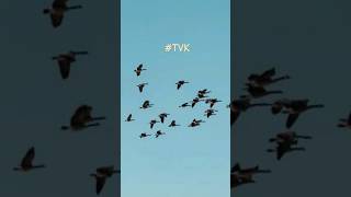 Chandanam Special tvkvijaytvknewsthalapathyvijaytvktamilnadureelstrendingshortstrendingvideo [upl. by Bortz]