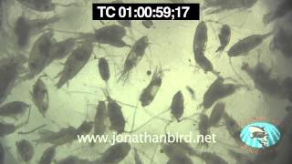 Plankton and Copepods Underwater stock video footage [upl. by Linda]