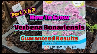 How to grow Verbena Bonariensis guaranteed results wl [upl. by Ahsiuqet]