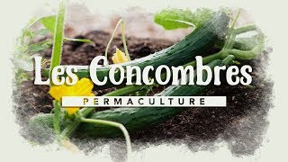 Tout savoir sur la culture du concombre permaculture [upl. by Oralee640]