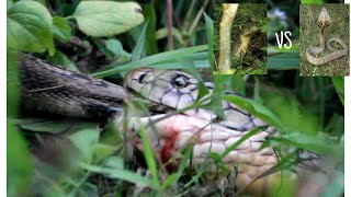 King Cobra killing a Spectacled Cobra [upl. by Anialam]