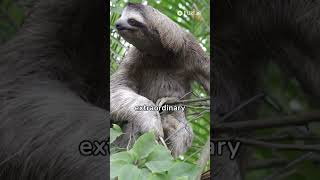 Sloth Secrets HeadTurning Adaptations [upl. by Rajiv]