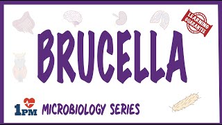 Brucella  Pathogenesis Causes Symptoms Treatment [upl. by Newlin322]