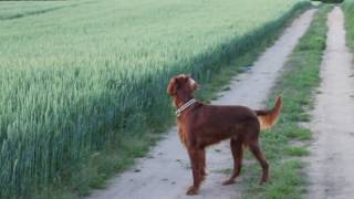 Irish Setter Running Through Hay [upl. by Corb71]