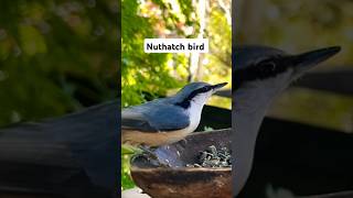 The nuthatch bird 🐦 birds birdfeeding nature birdwatching [upl. by Leviram903]