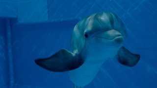 The Dolphin Story of a Dreamer  Teaser Trailer 2 [upl. by Elijah]