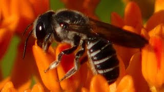 Leaf cutter bee gathering  eating pollen  nectar [upl. by Savitt]