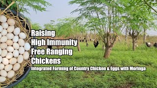 Free Range Integrated Farming for Raising High Immunity Chickens  Pasture Raised Nutritious Eggs [upl. by Geordie479]