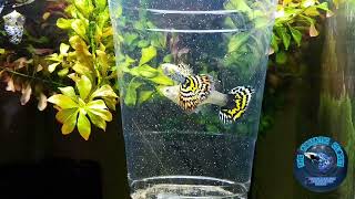 Yellow Tiger Mosaic Guppies [upl. by Imhsar910]