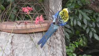 Paleheaded Rosella Hervey Bay Qld [upl. by Aneris543]