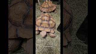 Feeding snacks to the sulcata tortoises Happy Friday tortoise animal love sulcata [upl. by Ahsiekel]