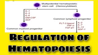 Regulation of Hematopoiesis Urdu amp Hindi well explained [upl. by Daveda]