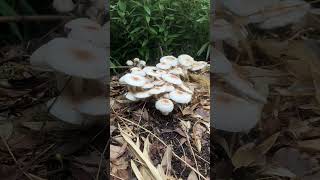 Lepiota mushrooms in the urban area in Japan [upl. by Kelda]