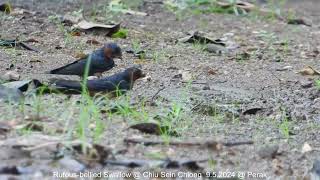 Rufousbellied Swallow  Chiu S C DSC7517 [upl. by Elimaj890]