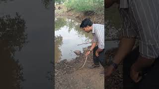 snake catcher zafarrescue Rock Pythonbhopal [upl. by Lerner]