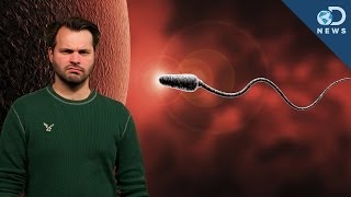 How Youre Destroying Your Sperm [upl. by Eelan]