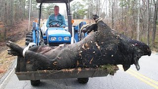 What Happens to Domestic Pigs in the Wild Shocked Everyone [upl. by Sosthenna]