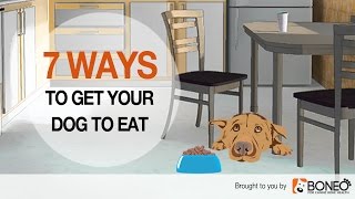 Dog Won’t Eat 7 Ways to Overcome Loss of Appetite in Dogs [upl. by Eddy]