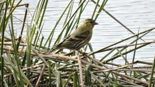 Чиж  Carduelis spinus [upl. by Ainalem]