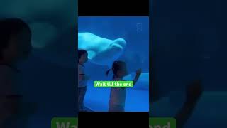 Beluga whales 🐳Things you don’t know about it😳facts animals amazingfacts didyouknow [upl. by Terrel168]