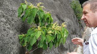 Mallotus the plant to wrap your food [upl. by Ailimat]