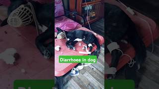 diarrhoea in dog  diarrhoea treatment in dog  diarrhoea diarrheatreatment shirtvideo jmkvet [upl. by Parry]