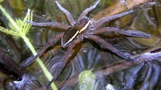 ZSL London Zoo work to save the fen raft spider [upl. by Anekam]