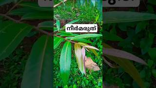 നീർമരുത് • Terminalia arjuna [upl. by Bret378]