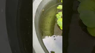 Feeding guppies 😌 shorts sorts calmmusic feedingfish satyam petsvlog freshwaterfish [upl. by Gudrin]