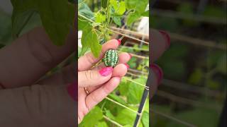 Cucamelon these never stop producing fruit fruitcutting naturelovers organic shorts [upl. by Norit267]