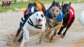 Irish Greyhound Sport Dog Racing [upl. by Pani]