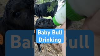 Just a twin baby bull calf enjoying his milk cow ranch babyanimal [upl. by Rustin]