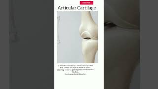 Articular Cartilage humananatomy [upl. by Drexler106]