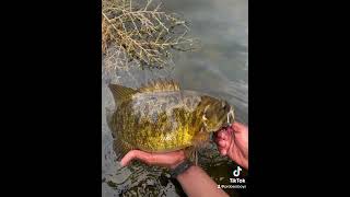 These 4 pounders are INSANE bassfishing bigbassenergy fishing bass smallmouth explore [upl. by Vallo]