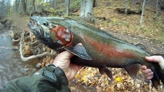 Oak Orchard STEELHEAD [upl. by Retnuh]