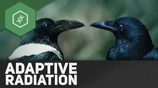 Adaptive Radiation  Evolutionsfaktoren 7 [upl. by Etnoled]