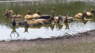 Serengeti Park Hodenhagen Niedersachsen RAW [upl. by Akinehc302]