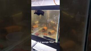 Sponge filter maintenance aquarium pleco fishtank [upl. by Mir]