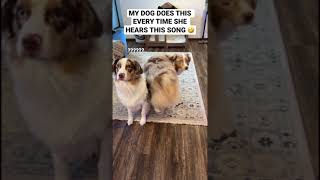 MY DOG DOES THIS EVERY TIME SHE HEARS THIS SONG 🤣  Amani amp Israel shorts [upl. by Remde229]