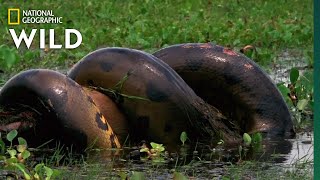 Anaconda Devours Huge Meal  Monster Snakes [upl. by Gyimah]