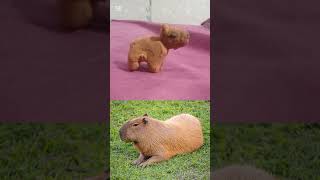 Capybara vs capybara đất sét [upl. by Aleydis]