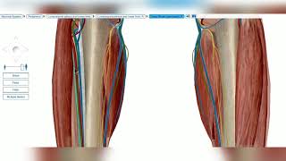 Deep peroneal nerve 3D anatomy [upl. by Eidderf]